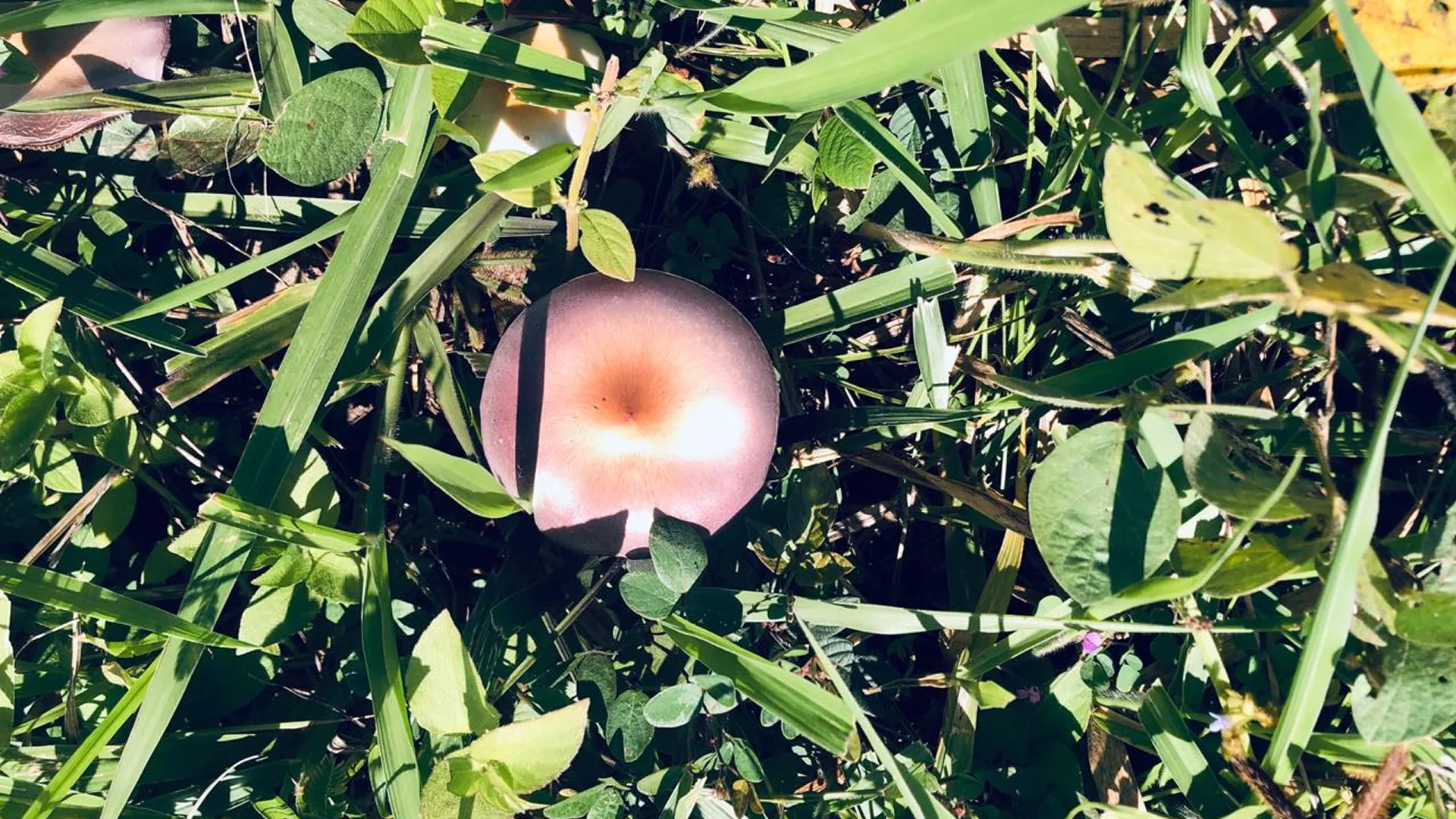 Ceremonias Trama Viva