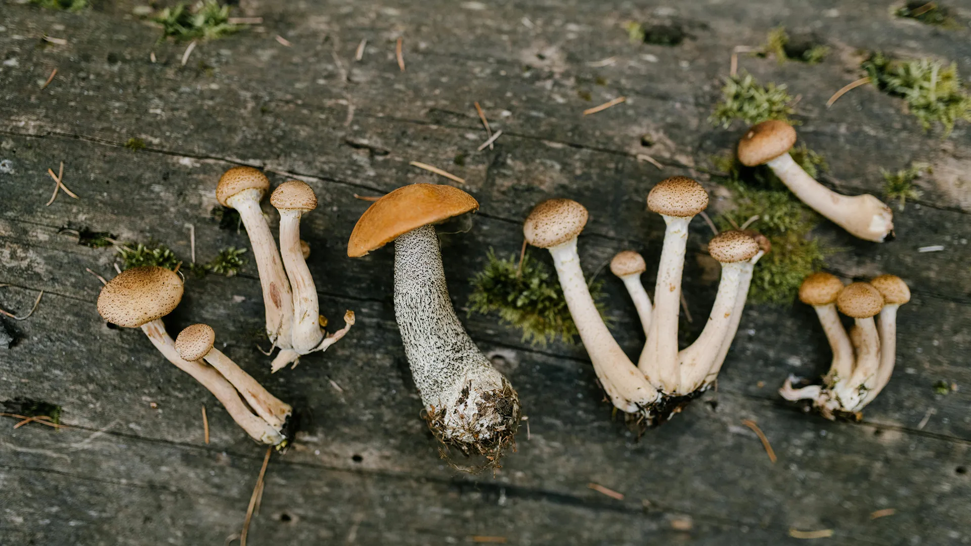 Fondo frase microdosis