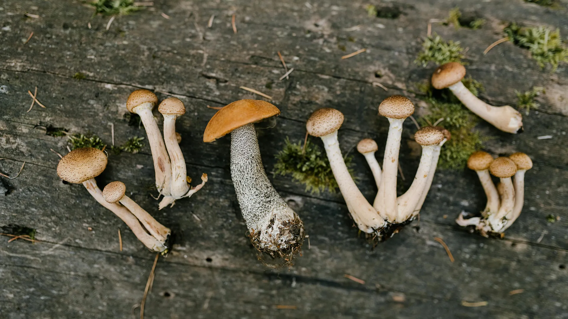 Microdosis - Trama Viva